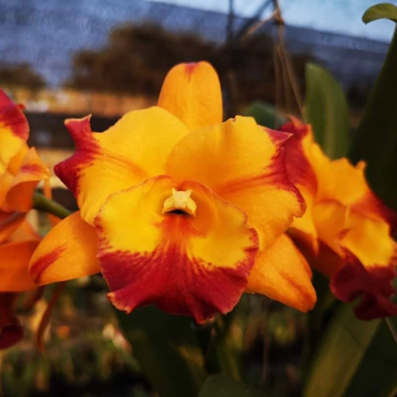 Cattlianthe Ploenpit Crown orchid flower with vibrant orange petals and light red hints at the corners, compact Cattleya type bloom with warm tropical colour, exotic flowering orchid plant India