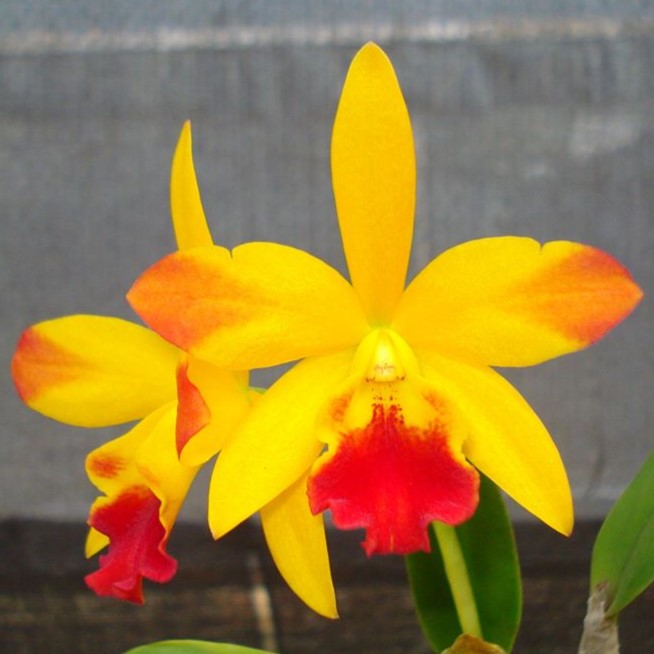 Cattlianthe Tropical Trick orchid flower with yellow orange petals covered in red spots and contrasting lip, vibrant spotted Cattleya bloom, exotic flowering orchid plant India