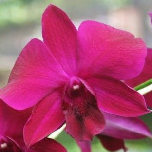 Dendrobium Charak Red