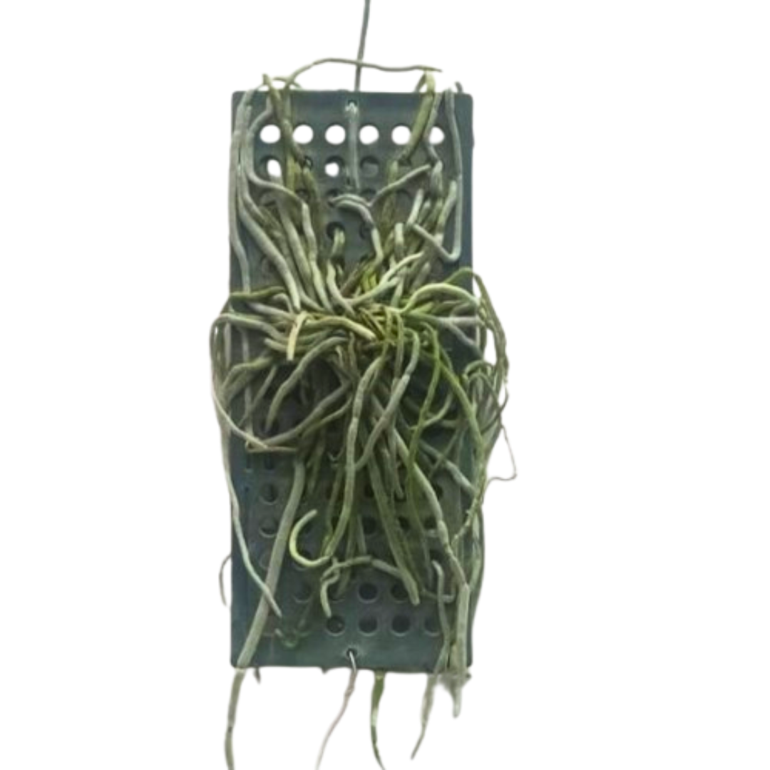 Mounted Chiloschista Lunifera orchid plant with silver green aerial roots, rare leafless orchid growth habit, compact tropical orchid structure, and exotic miniature species orchid appearance ideal for indoor orchid collections, hanging orchid displays, orchid terrariums, greenhouse orchid setups, and rare orchid collectors in India. Premium imported orchid species with decorative root growth, mounted orchid culture, and unique exotic orchid appeal.