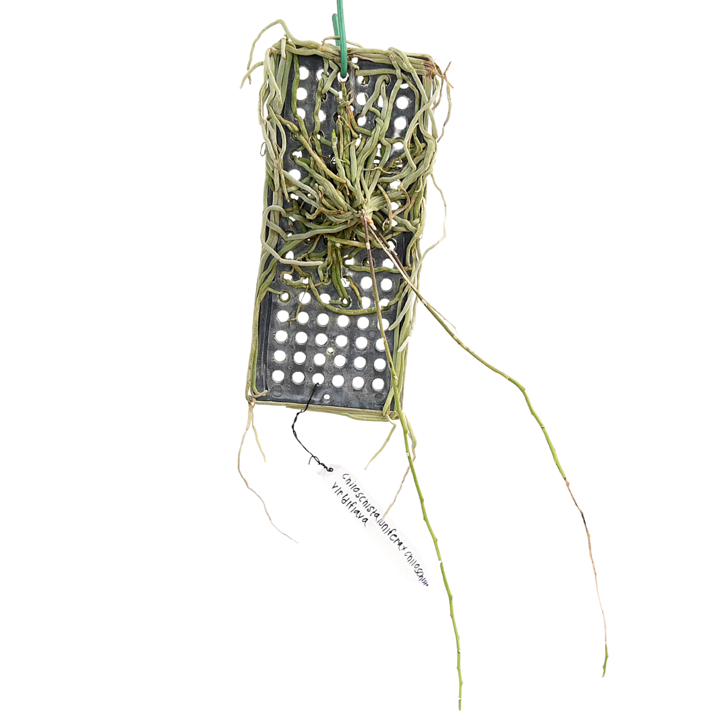 Chiloschista lunifera x viridiflava orchid plant showing leafless growth with silvery green roots attached to mount, rare miniature orchid ideal for hanging display and indoor orchid collection in India.