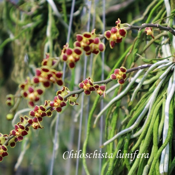 Exquisite Chiloschista lunifera Orchid with delicate white and lavender blooms, showcasing its unique lunar-shaped petals, set against lush green foliage.