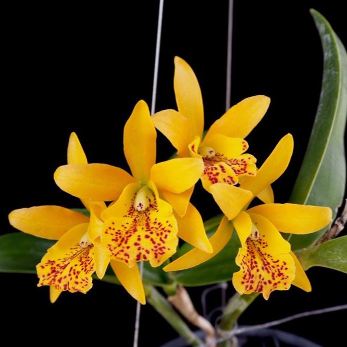 "Cahuzacara Jairak Starburst 'Sunshine' orchid: Radiant yellow blooms with fiery orange accents, reminiscent of a bright sunny day."