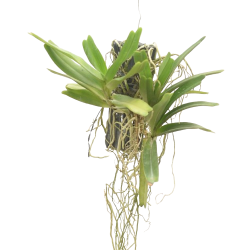 leisostoma lanatum orchid plant with arching flower spikes, strap like leaves and visible roots in hanging or mounted setup, exotic orchid plant for indoor gardening and balcony display in India.