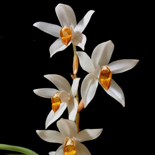 Coelogyne pachystachya