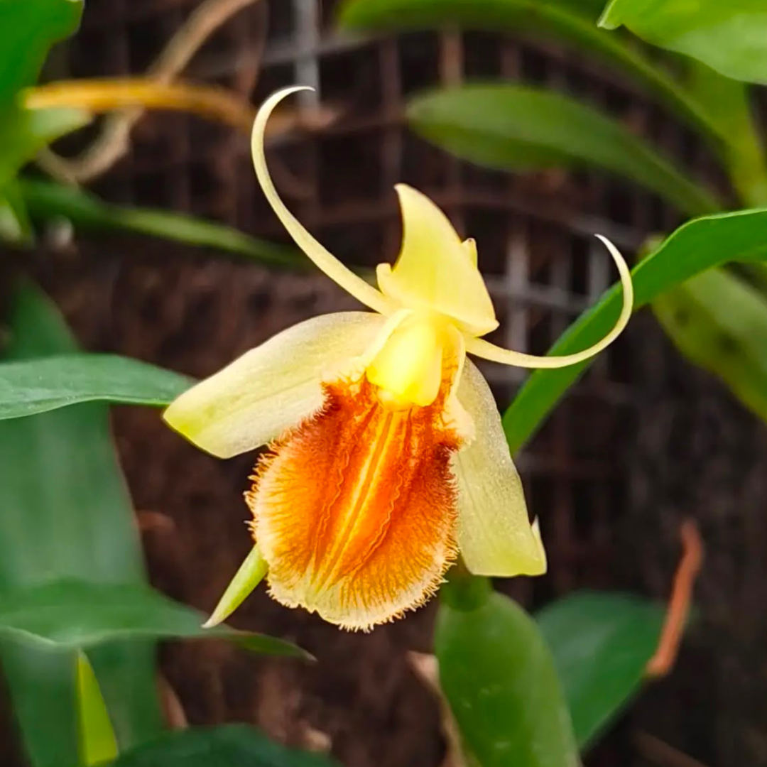 Coelogyne fimbriata orchid flower with beautiful greenish-yellow blooms, a unique exotic orchid species available for orchid lovers in India