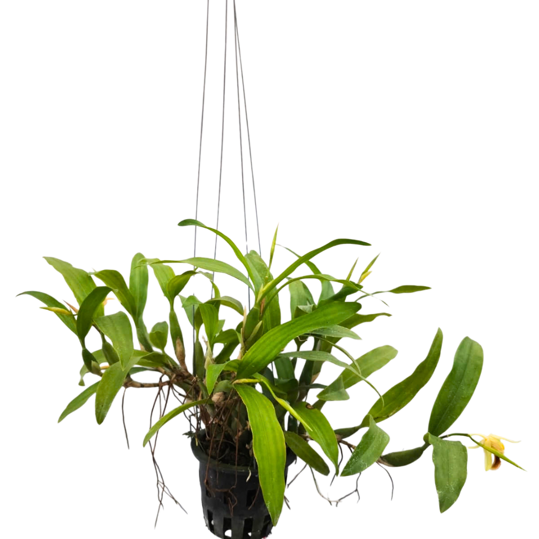 Healthy live Coelogyne fimbriata orchid plant growing with attractive foliage, premium exotic orchid plant available online in India