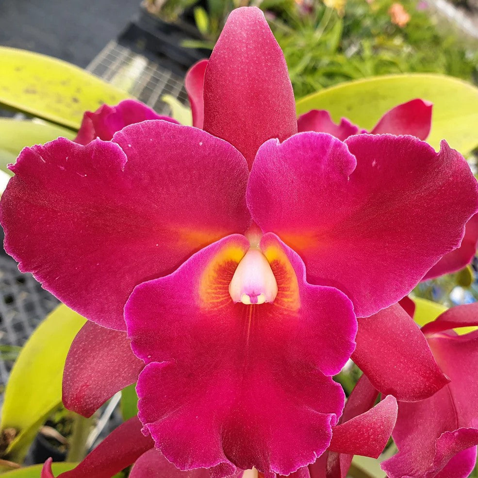 Cattleya Netrasiri Dark Prince