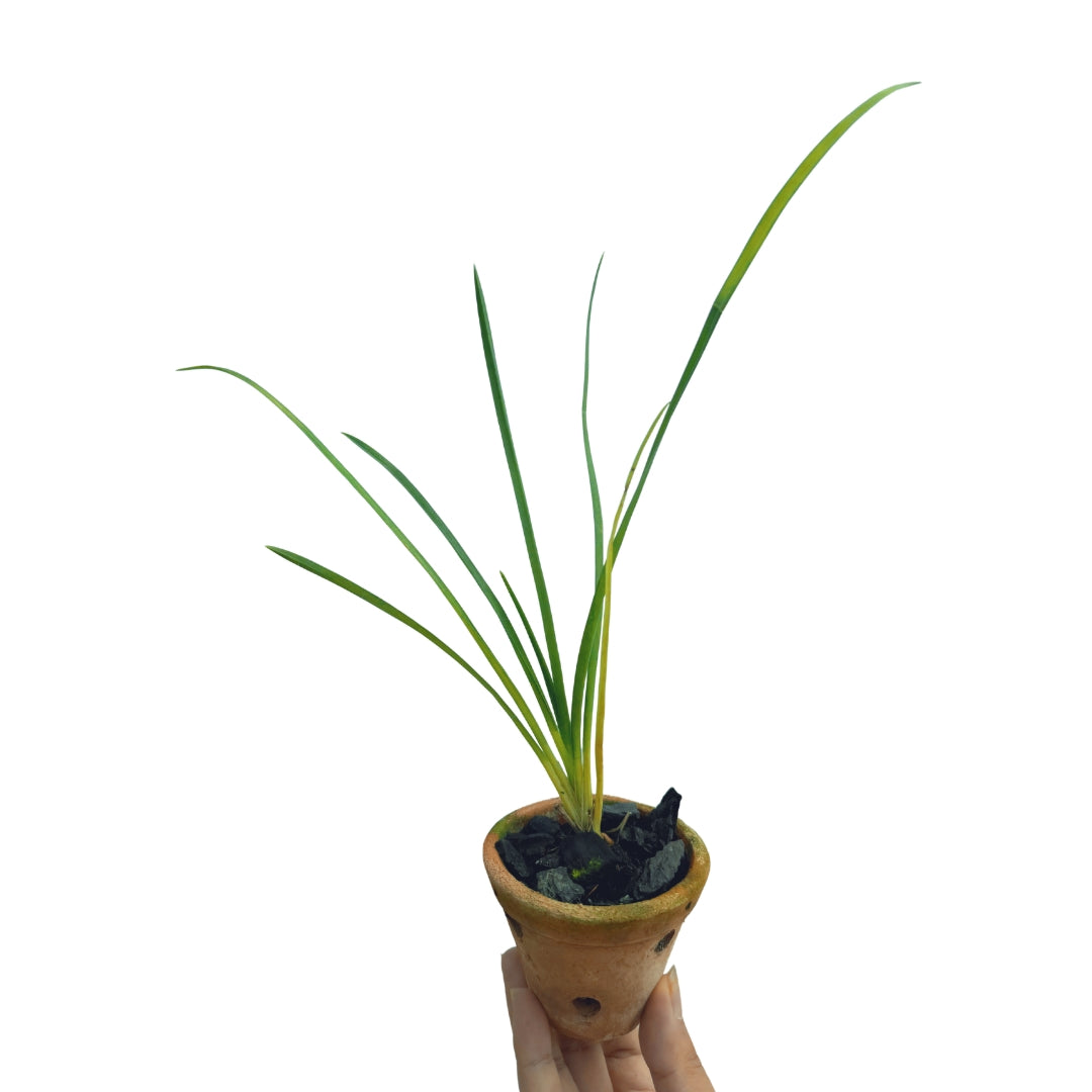 Healthy Cymbidium Clare Natasha × Hanalei Alba orchid plant featuring arching green foliage, strong flowering spikes carrying green and maroon red exotic blooms, vigorous root growth, and premium Heat Tolerant Cymbidium hybrid growth suited for warm Indian climates and tropical orchid cultivation.