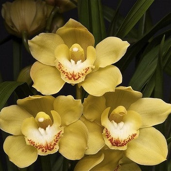 Cymbidium Levis Duke ‘Butterball’ orchid flower with buttery yellow waxy petals, rounded flower shape, white lip with red markings, and premium temperate Cymbidium orchid bloom for exotic orchid collections in India. Elegant yellow Cymbidium orchid hybrid with long lasting winter blooms and exhibition style flower presentation.