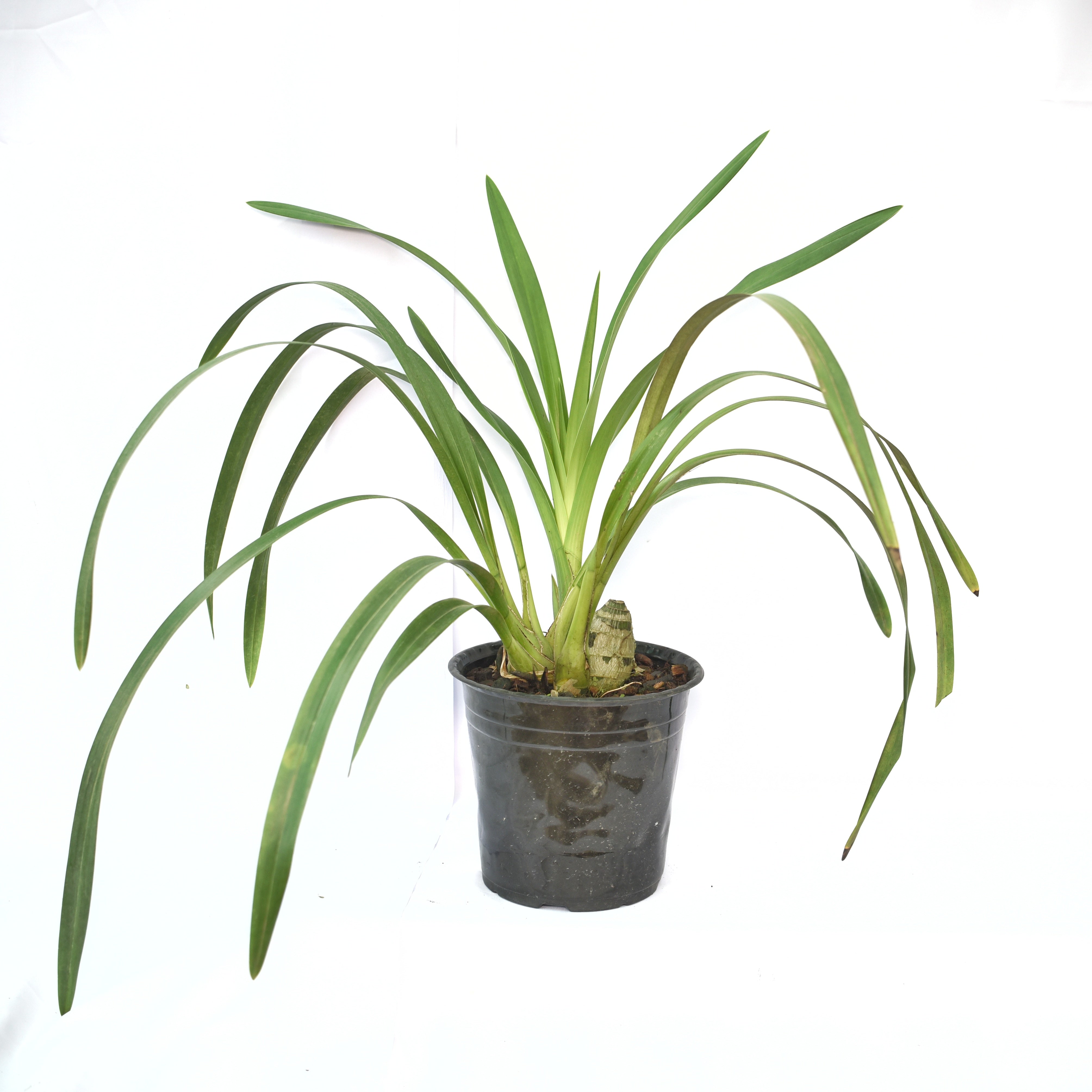 Healthy Cymbidium Levis Duke ‘Butterball’ orchid plant with bright yellow flowering spikes, lush green strap foliage, strong pseudobulbs, and vigorous temperate orchid growth cultivated in West Bengal Himalayan orchid nursery, India. Premium yellow Cymbidium orchid hybrid suitable for collectors and decorative flowering displays.