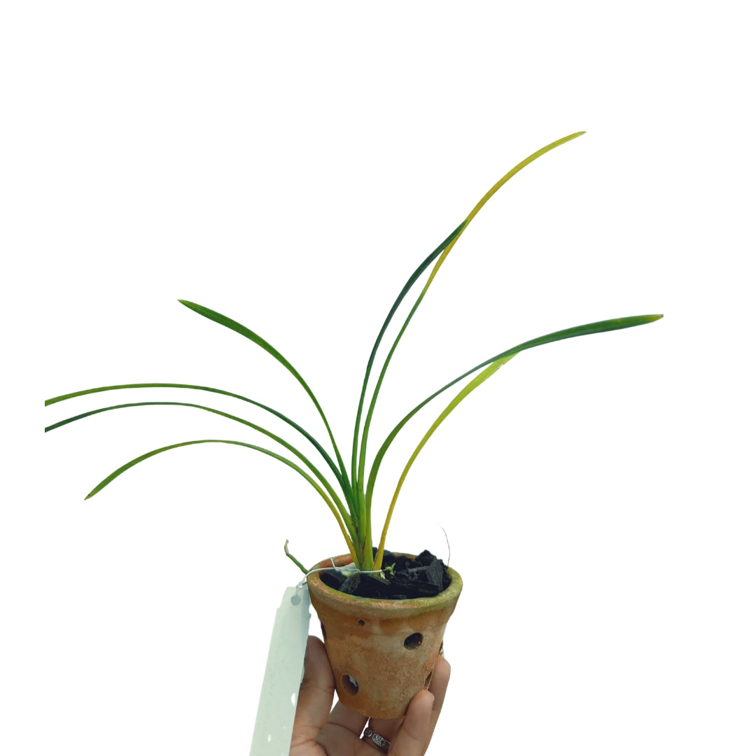 Healthy Cymbidium Pakkret Firestorm Fortissimo 4N orchid plant featuring upright green foliage, strong root growth, flowering spikes, and vigorous Heat Tolerant Cymbidium hybrid structure suitable for warm tropical climates.