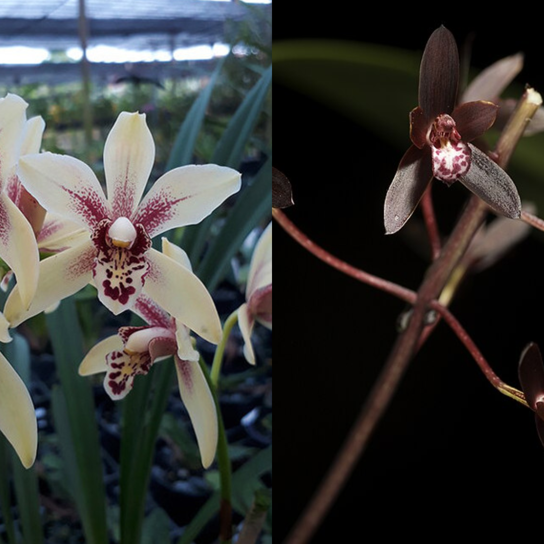 Cymbidium Suan Luang Magic Lip x Canaliculatum orchid flower with cream white to olive green bronze star shaped petals and maroon cream patterned lip, rare heat tolerant Cymbidium bloom for tropical orchid collections in India