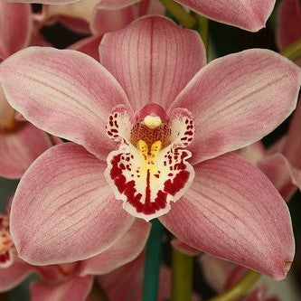 Elegant Cymbidium Summer Geyser ‘Candy’ orchid bloom with rosy pink petals, white and crimson patterned lip, waxy flower texture, and premium temperate Cymbidium orchid appearance for orchid lovers in India.