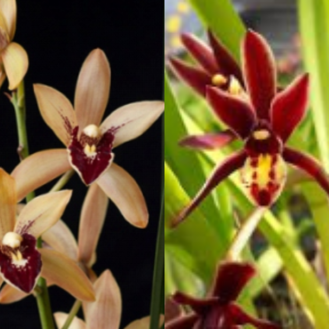 Cymbidium Valerie Absolonova 4N Salinas Sunset 4N × Pakkret Vampire Short Leaf orchid flowers with distinctive Cymbidium blooms, ideal for orchid collectors in India.