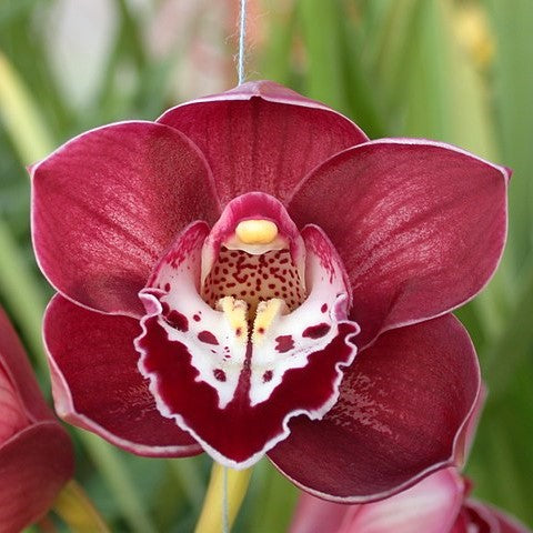 Cymbidium Valley Regent temperate orchid flower with deep burgundy red waxy petals, bold white and crimson patterned lip, exotic Cymbidium orchid hybrid bloom, premium winter flowering orchid plant for orchid collectors and Cymbidium lovers in India.