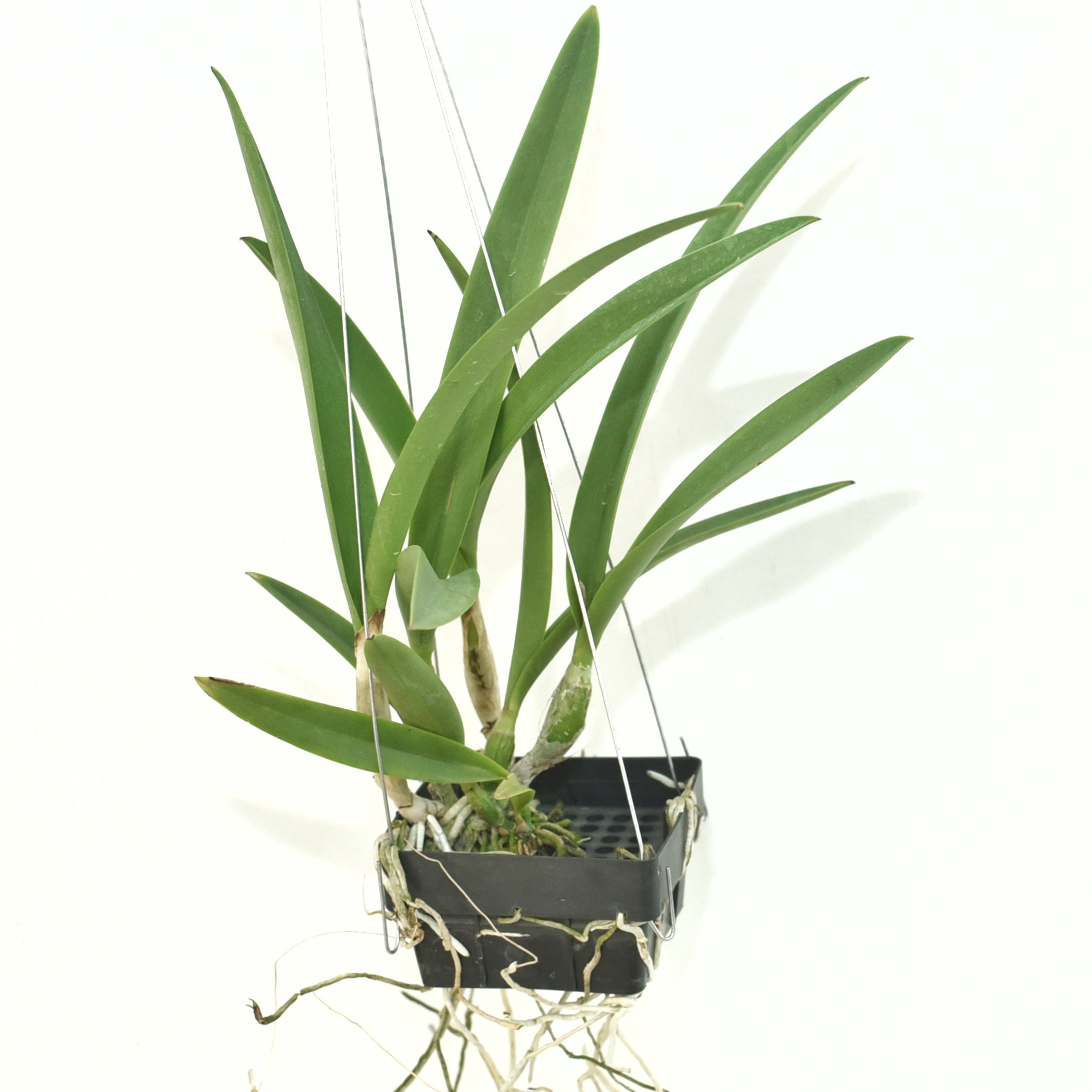 "Brassocattleya Jairak Star x Encyclia randii orchid plant: Healthy foliage with budding flower spikes, a promising display of hybrid beauty."