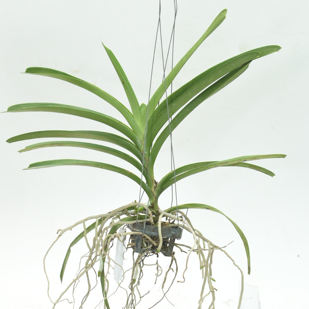 Vanda Fuchs Harvest Moon x Dhongchai Pulaswat