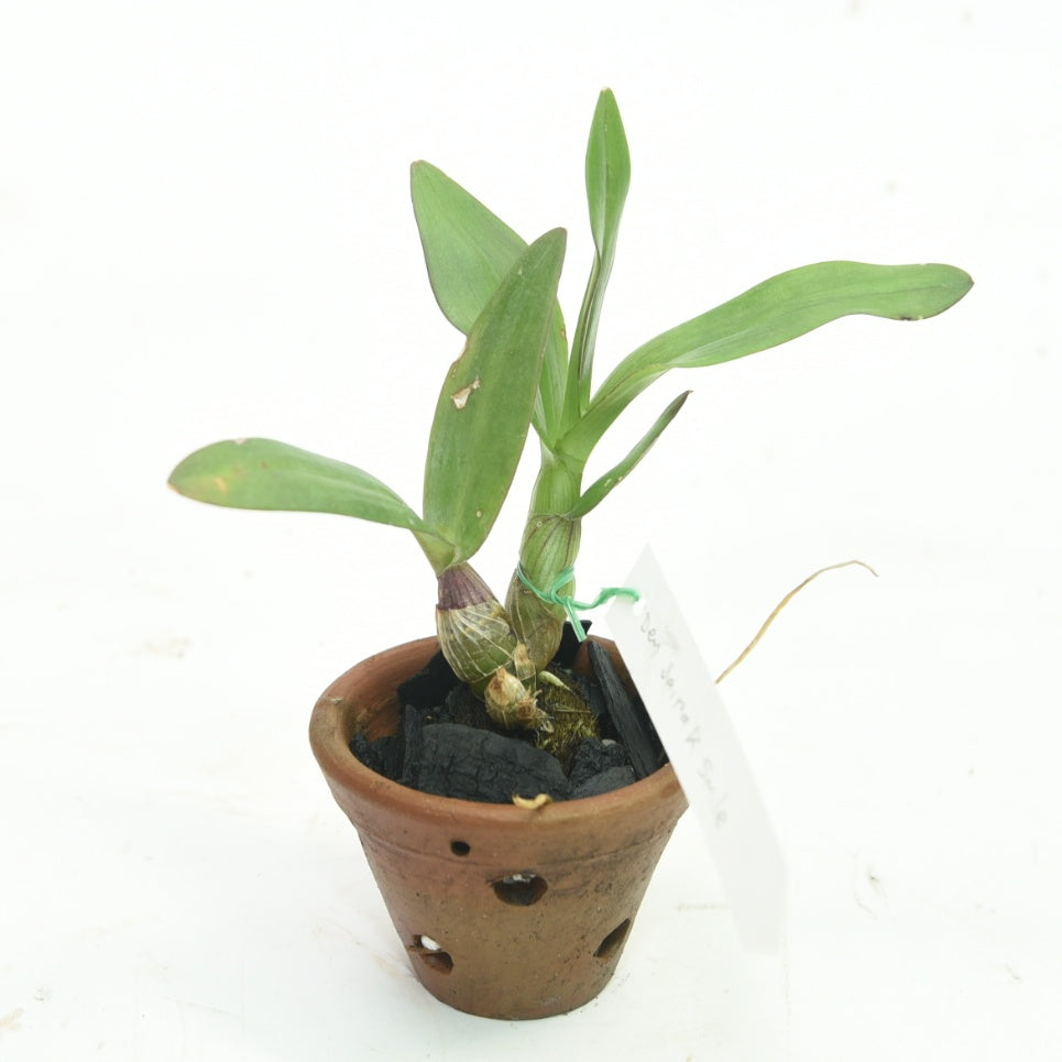 Dendrobium Jairak Smile