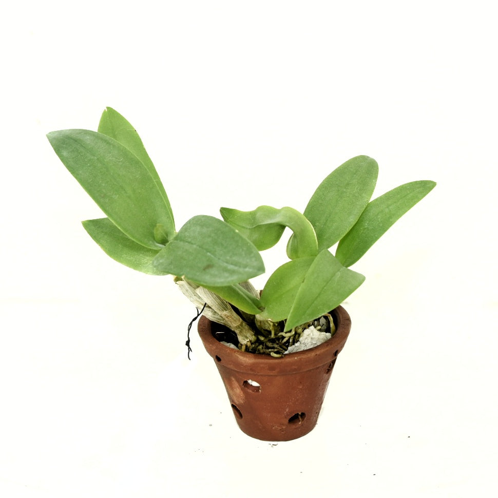 Dendrobium Burana Pink (Compactum)