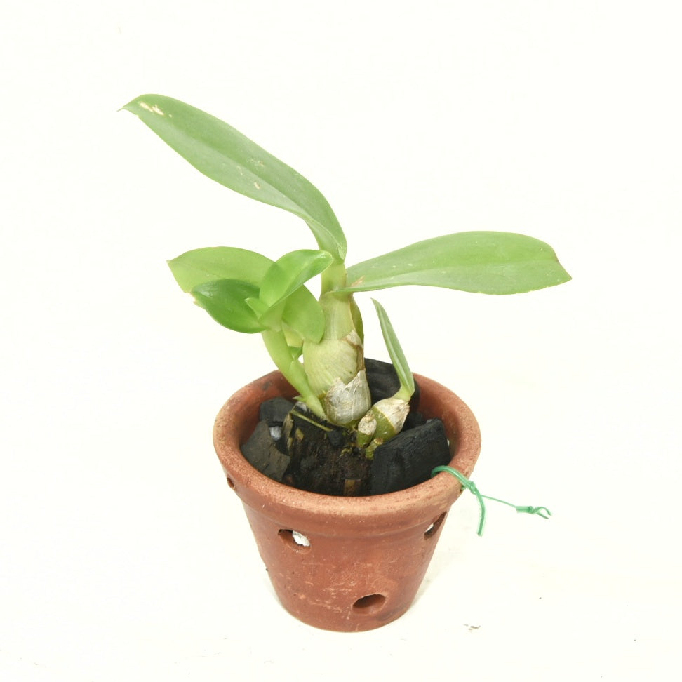 Dendrobium Serene Chang