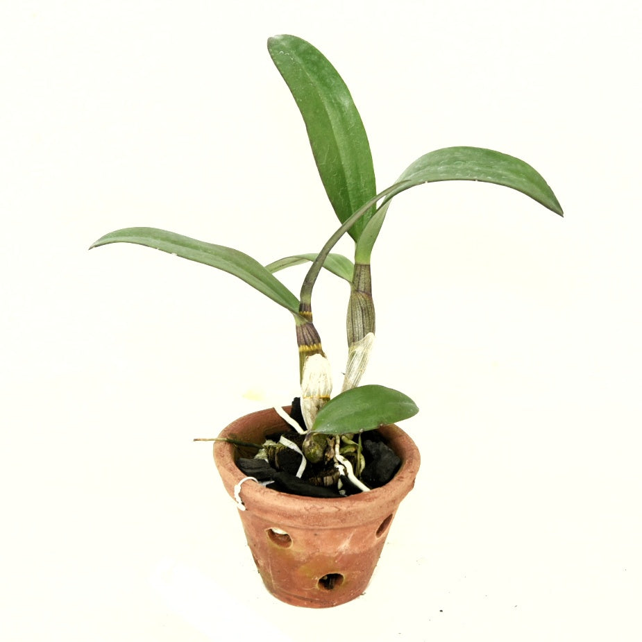 Dendrobium Red Maroon