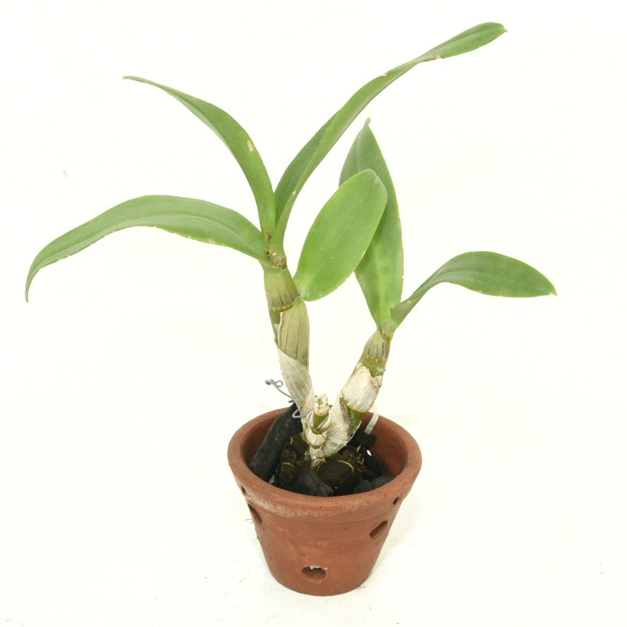 Dendrobium Miss Asian