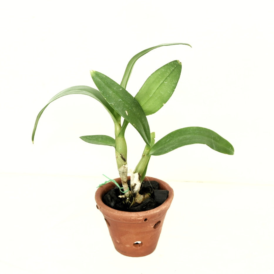 Dendrobium Burana Red Ruby