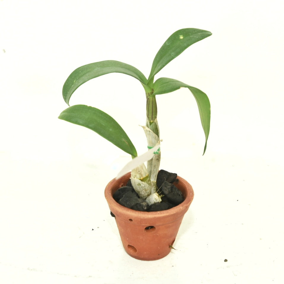 Dendrobium Burana Pearl Pink