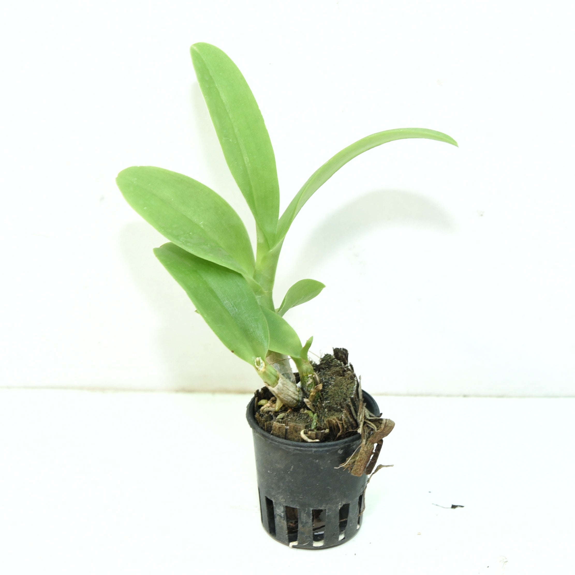 Dendrobium Thongchai Gold 3 lip