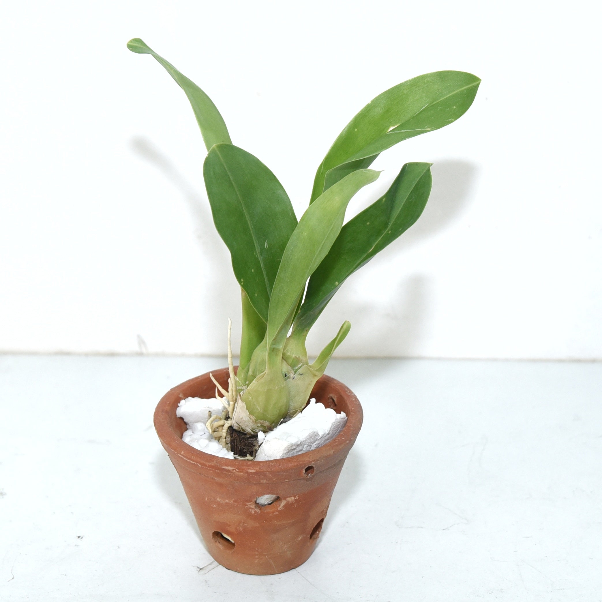 Grammatophyllum Pakkret Leo 'Asgard'