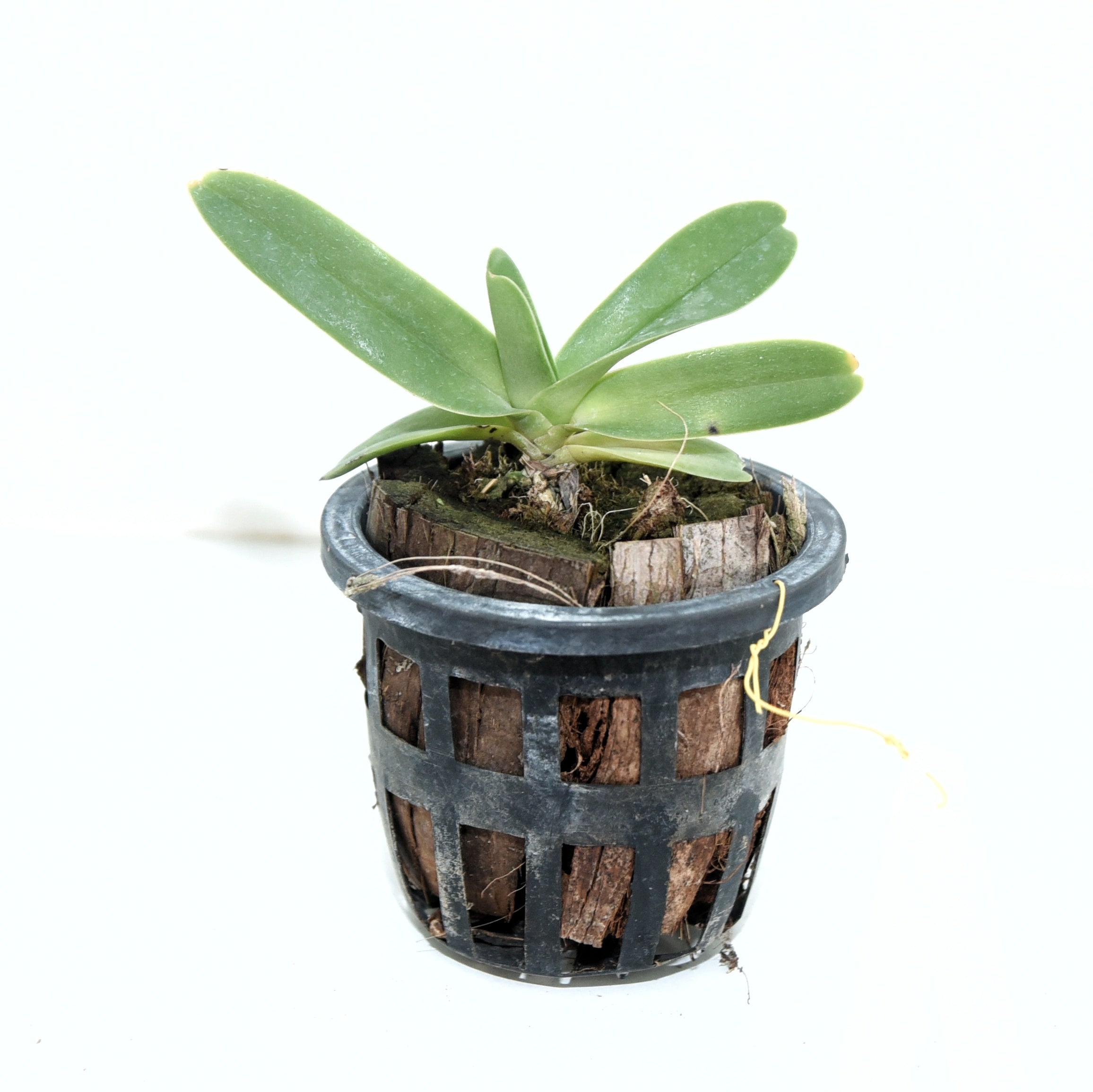 Vandopsis gigantea