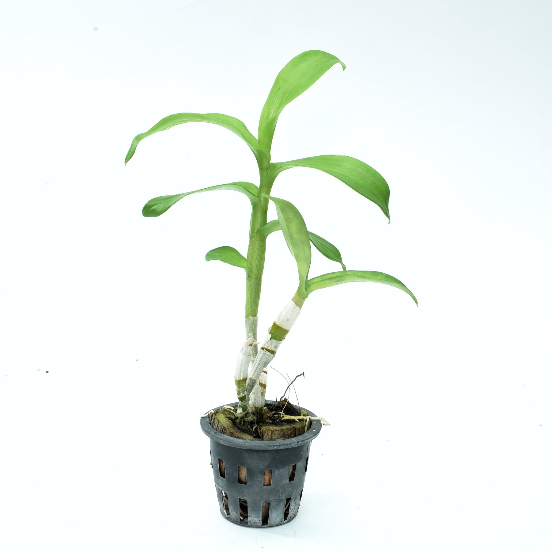 Dendrobium Erawan Green