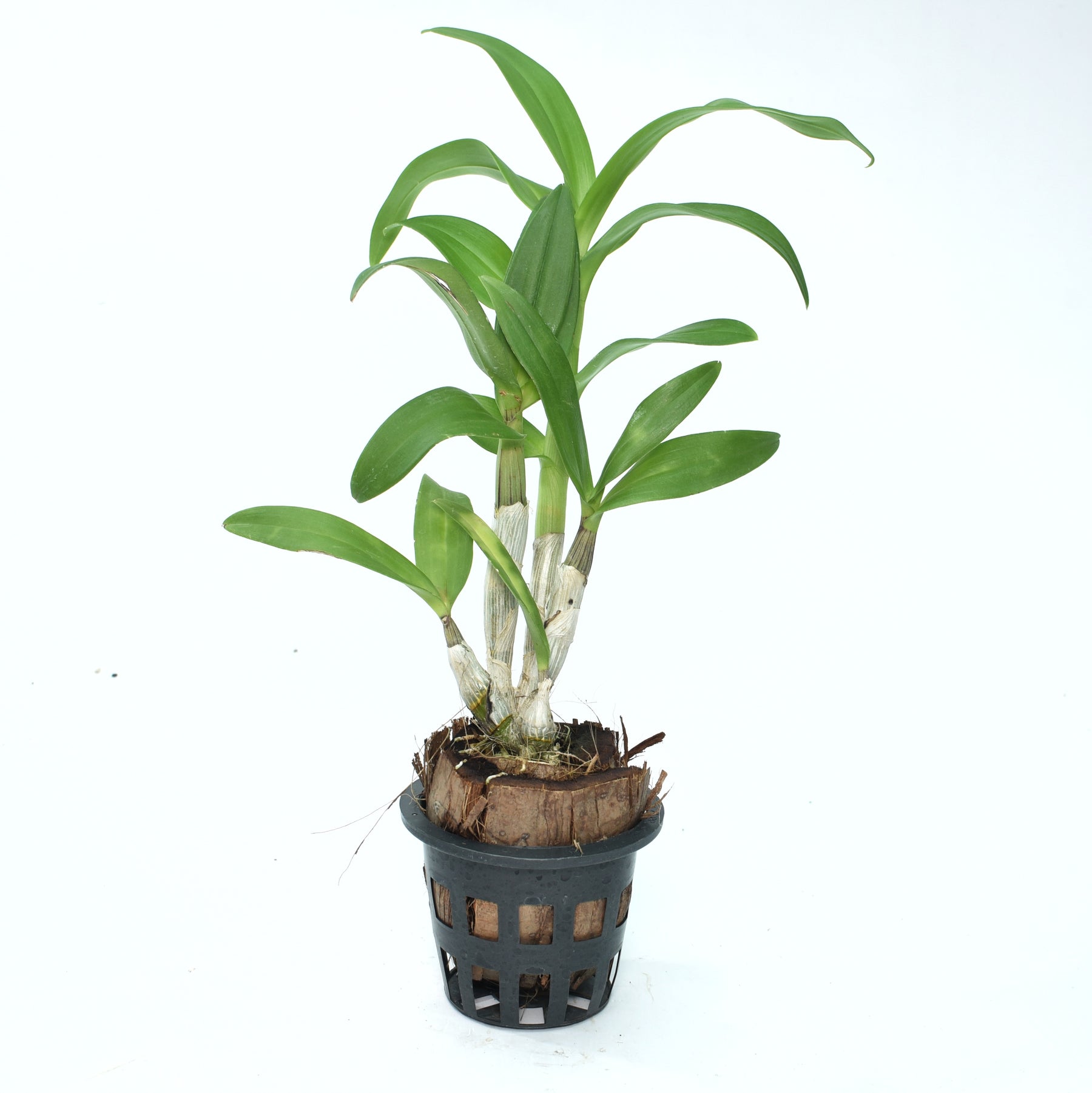 Dendrobium Airy Pink Surprise