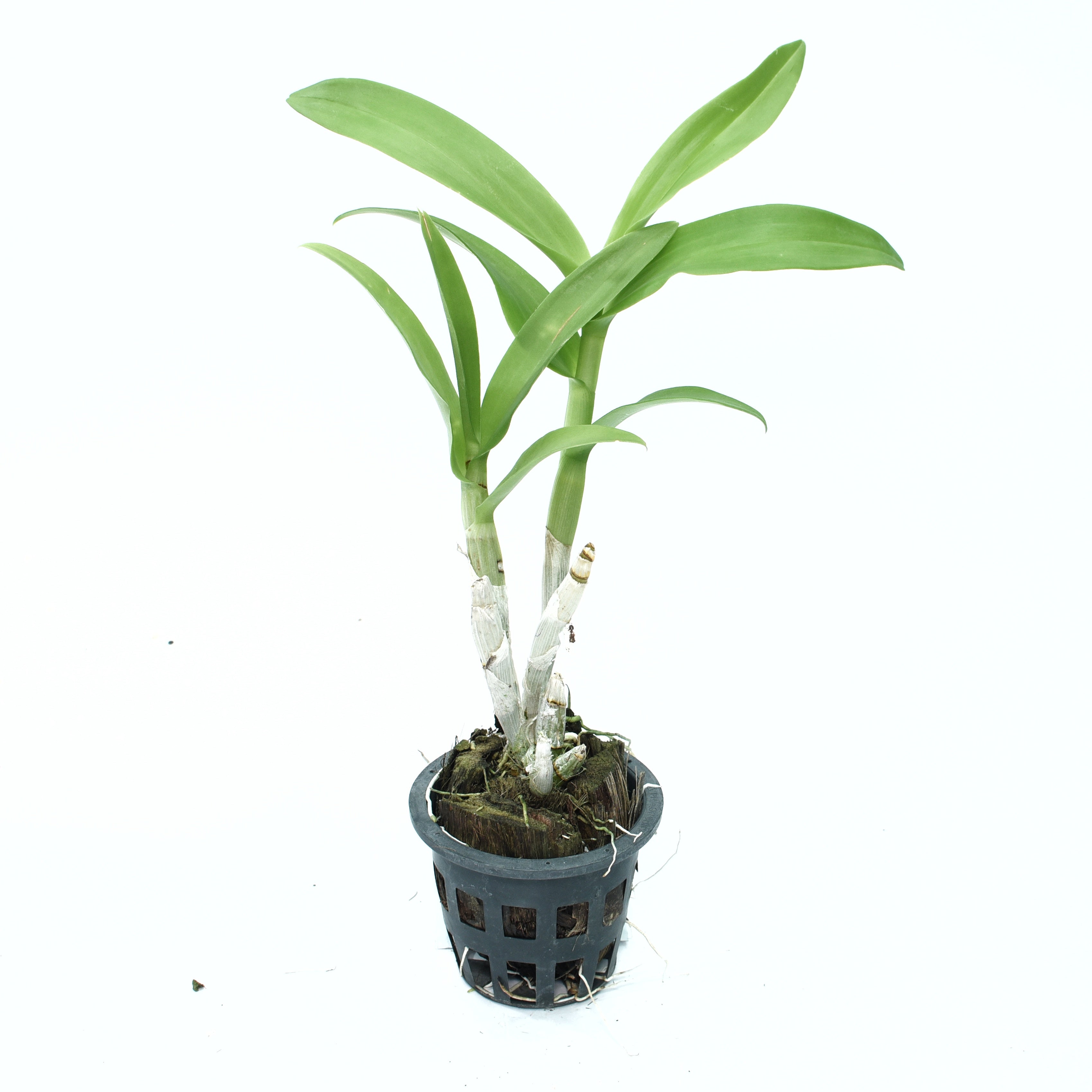 Dendrobium Ladda Red x Burana Pink