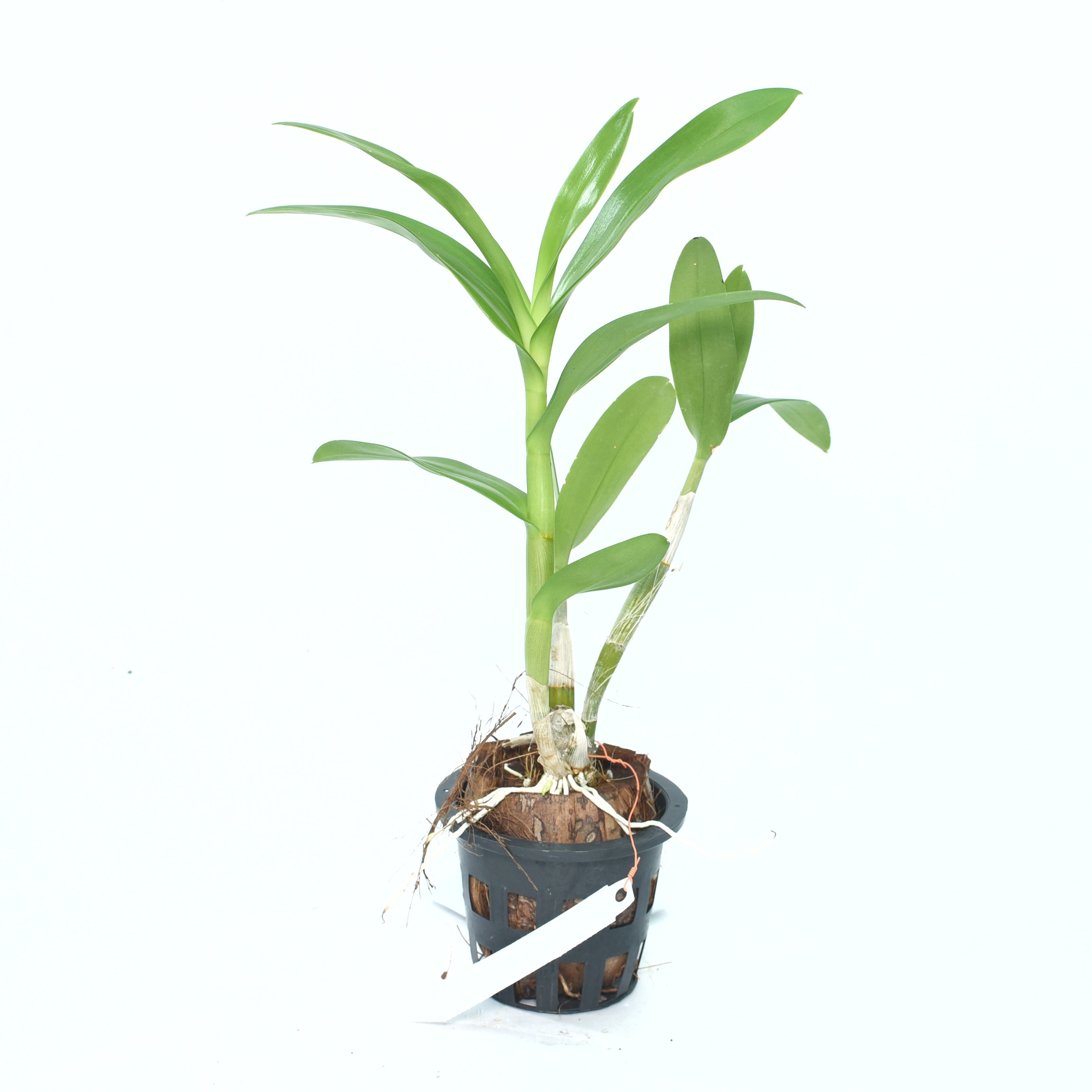 Dendrobium Burana Sunshine