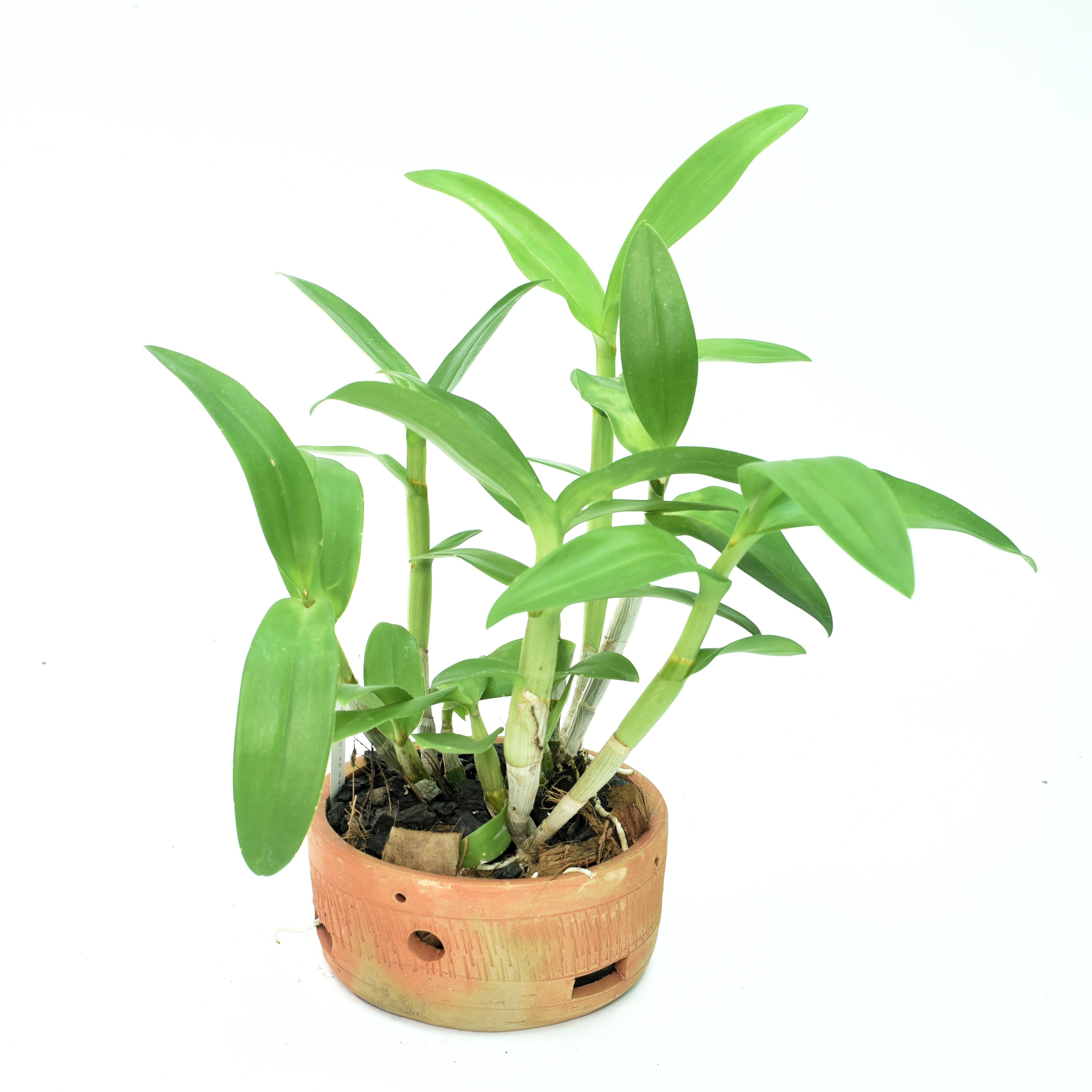 Dendrobium Areedang Blue