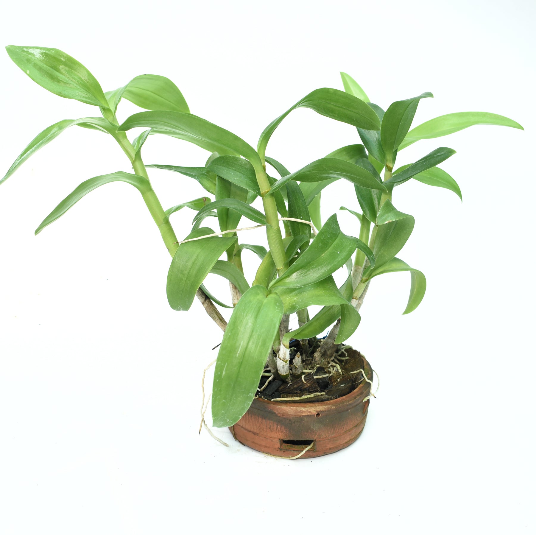 Dendrobium Thongchai Gold x Udom Yellow