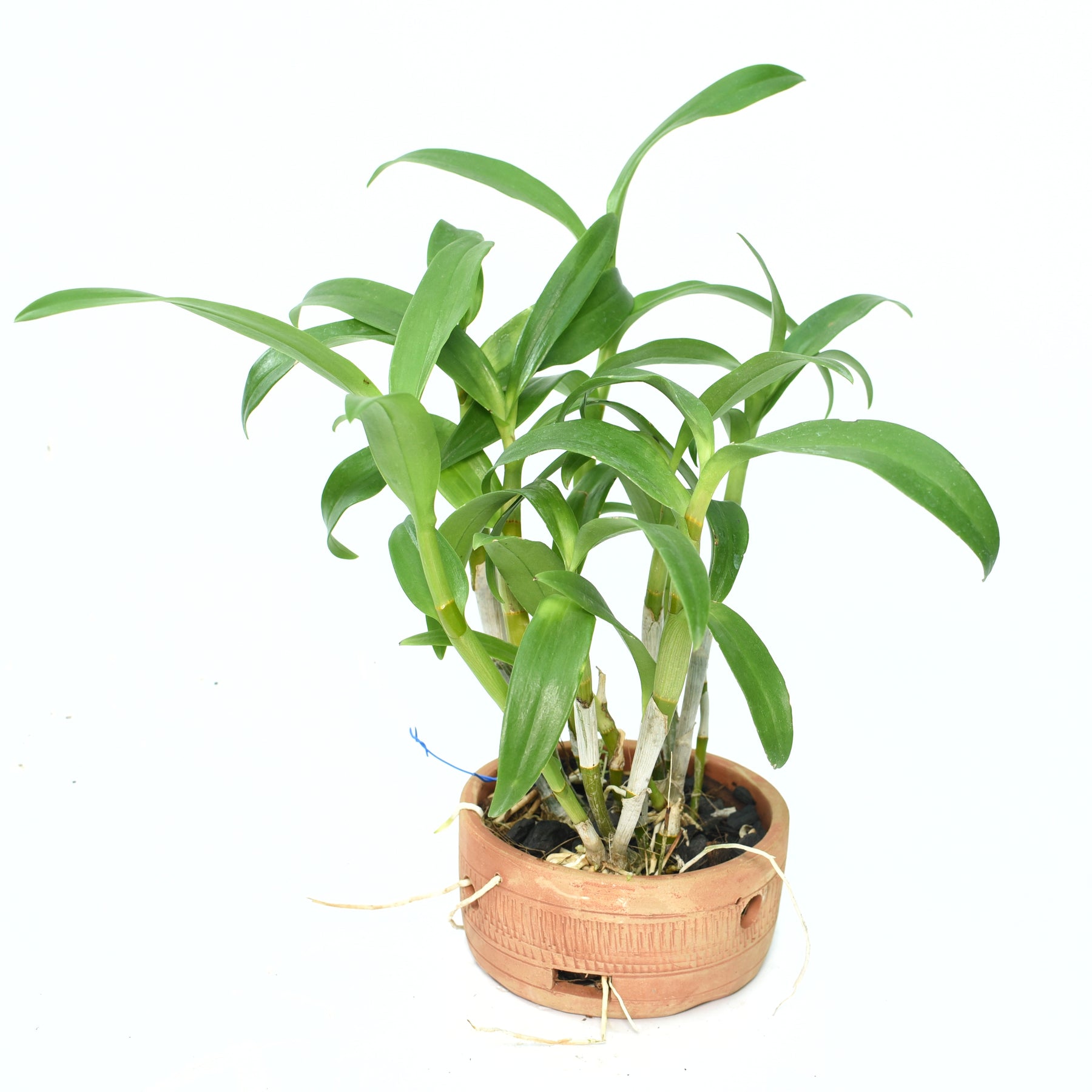 Dendrobium Wooleng
