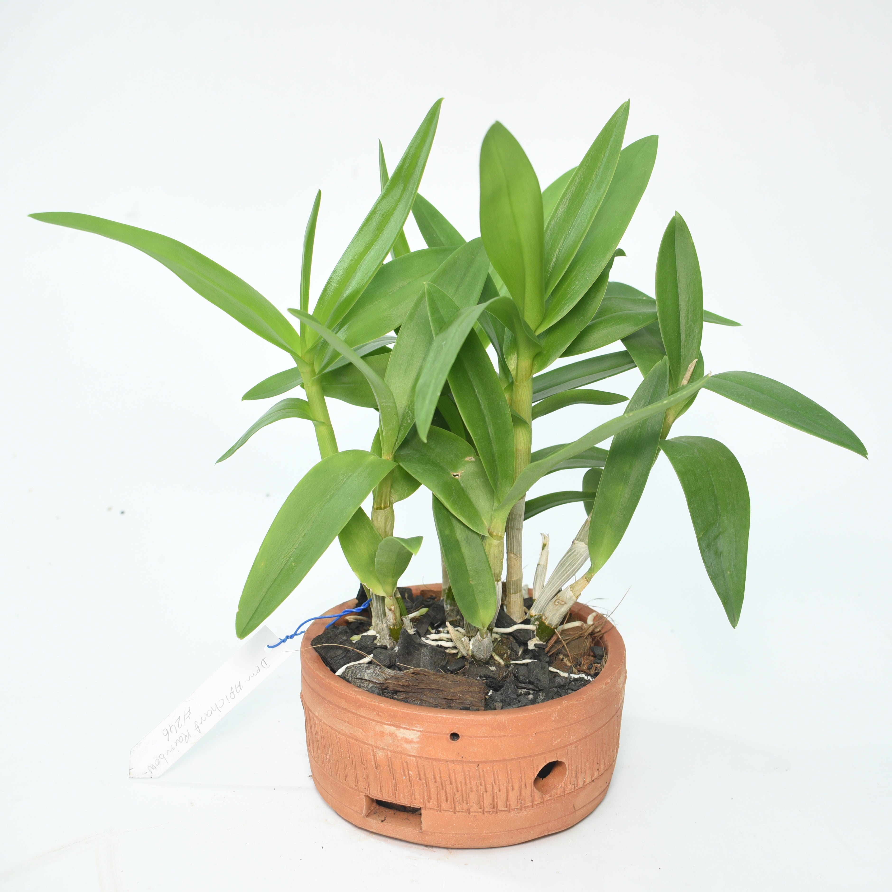 Dendrobium Apichart Rainbow