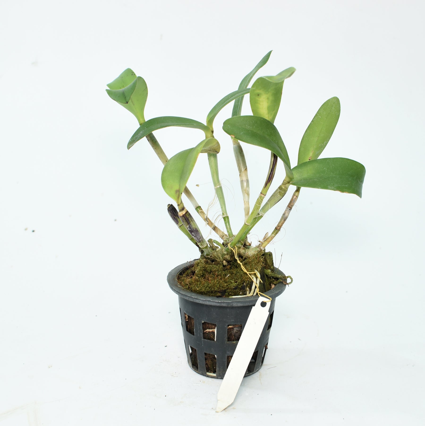 Vibrant Cattleya Wassana Elegante Orchid