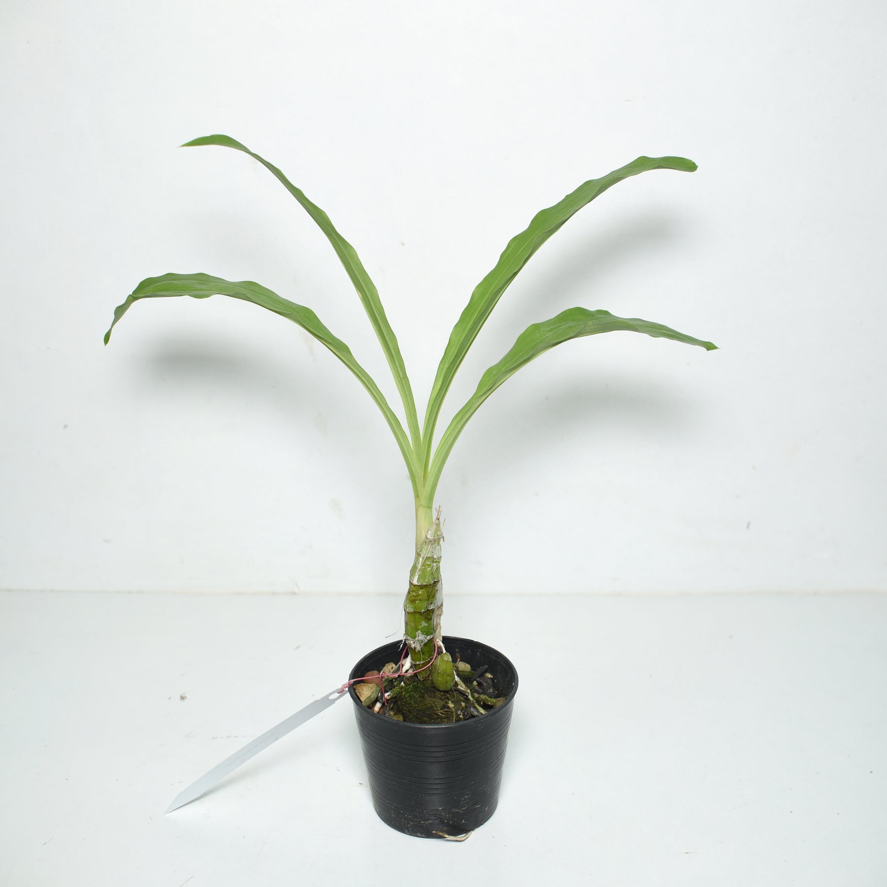 Clowesetum Pierre Couret