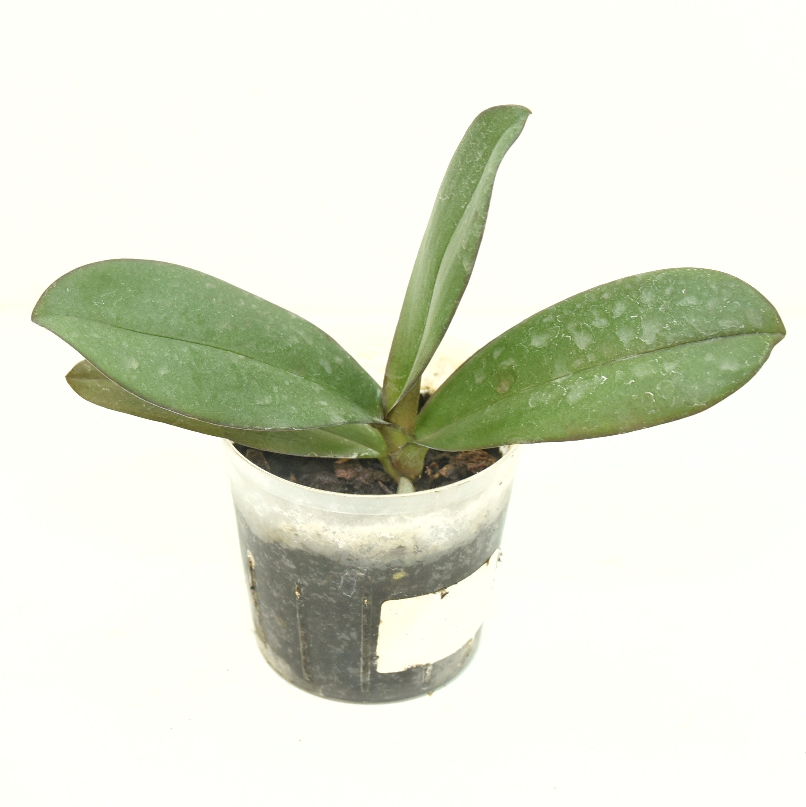 Phalaenopsis Cosy Candy