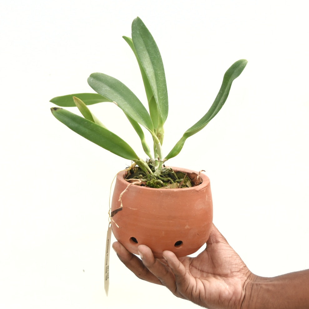 Rhyncholaeliocattleya Shin Shiang Diamond