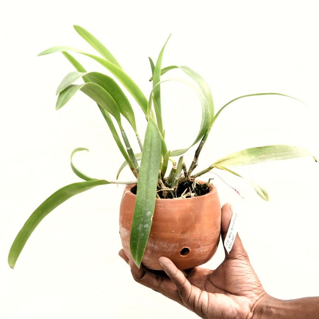 Cattlianthe Why not Orange