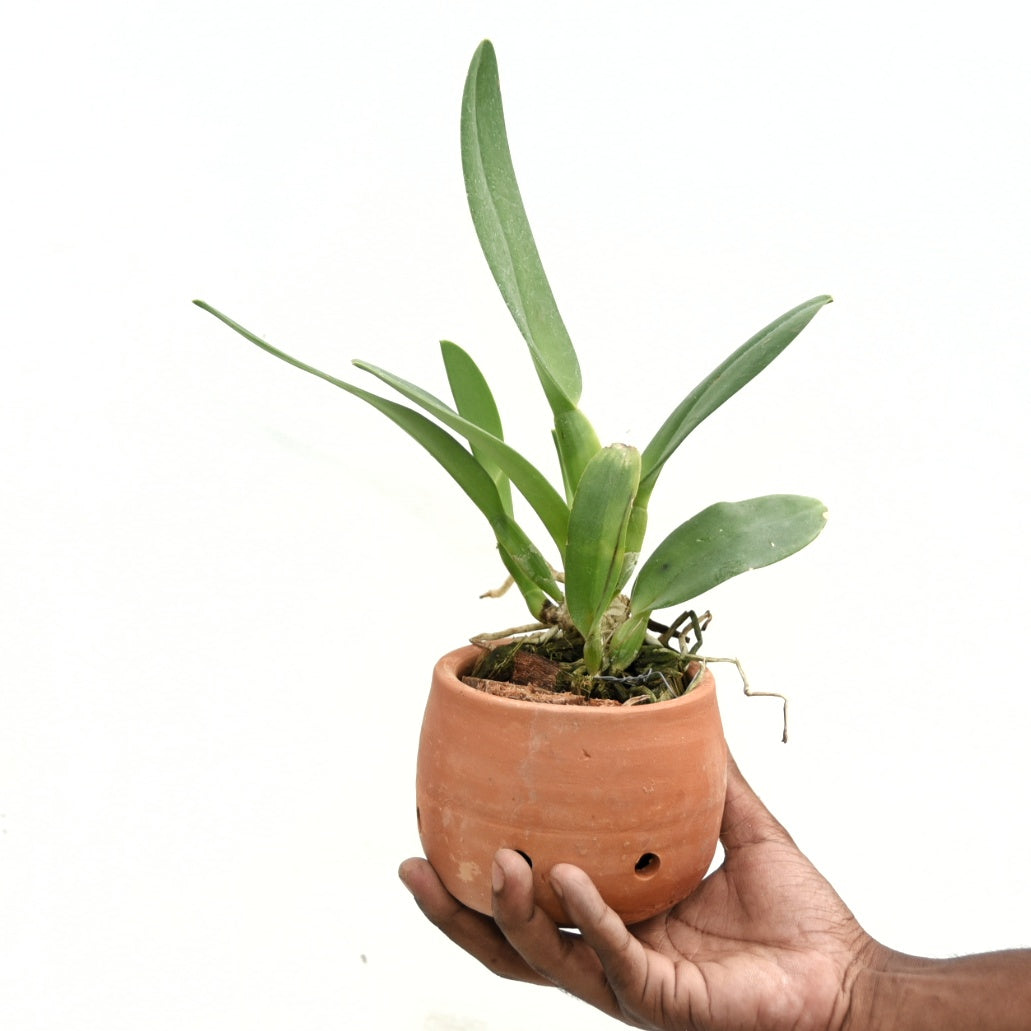 Cattleya Samphran Gold