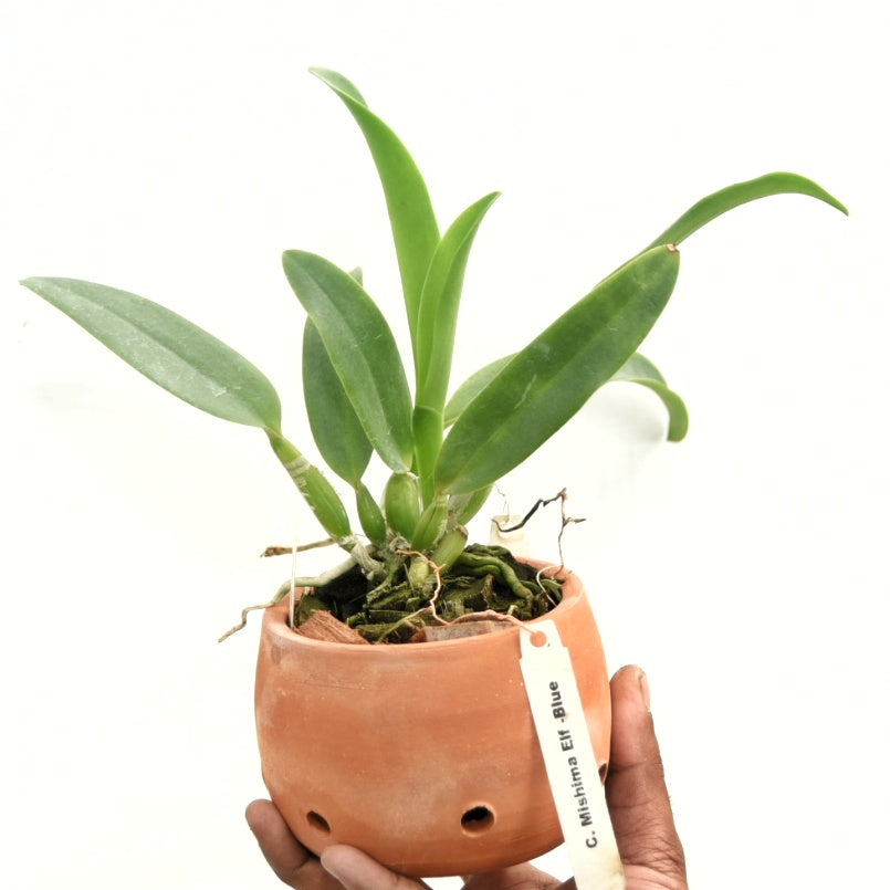 Cattleya Mishima Elf