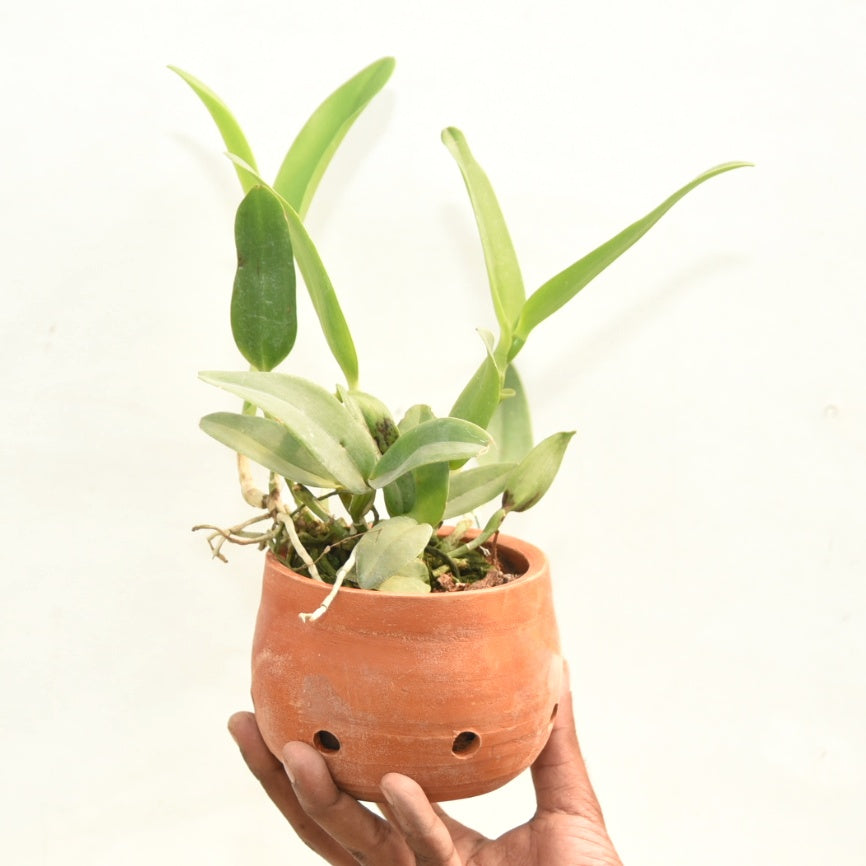 Brassocattleya Loog Tone Yellow