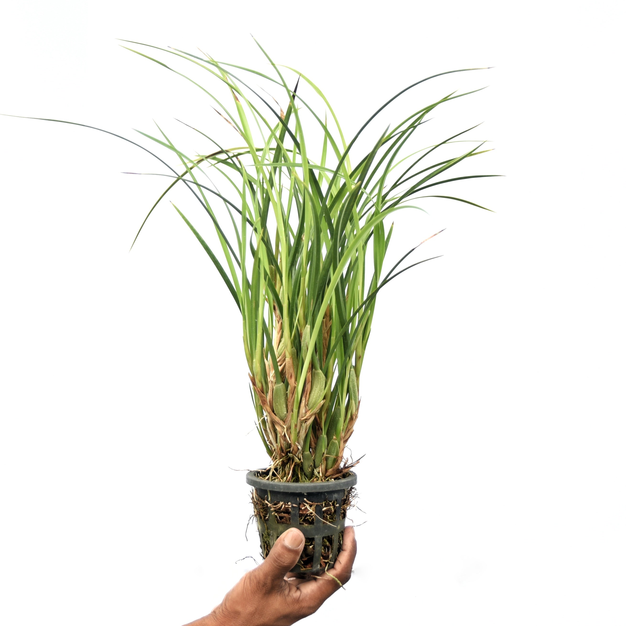 Maxillaria tenuifolia