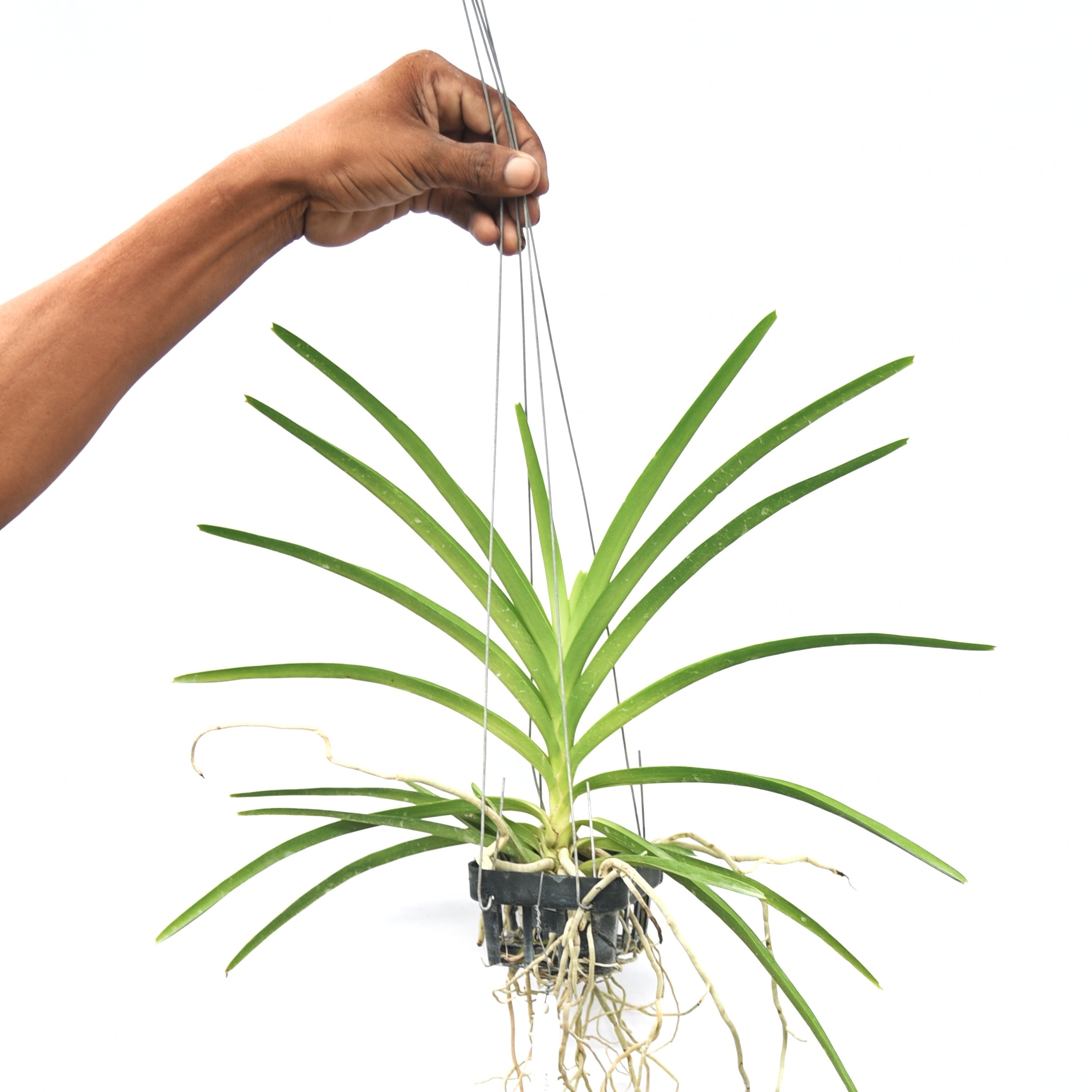 Vanda Mini Palmer